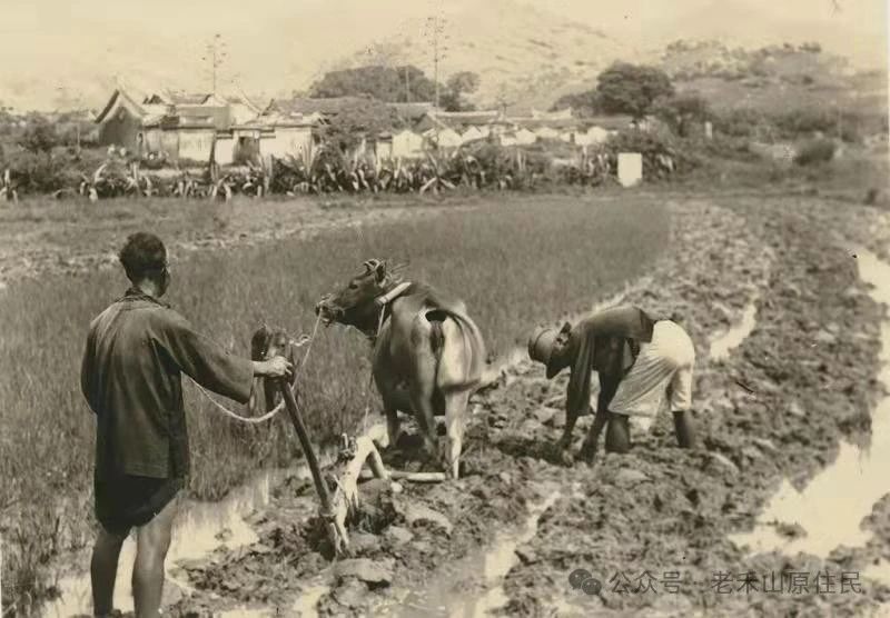 老禾山照片的故事之5 禾山犁地